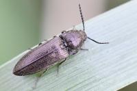 Cidnopus pilosus