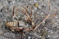 Ptinomorphus imperialis