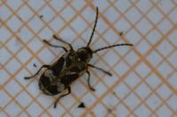 Ptinomorphus imperialis