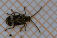 Ptinomorphus imperialis