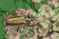 Donacia clavipes