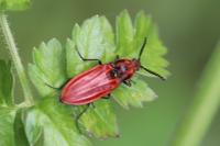 Anostirus purpureus