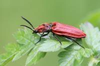 Anostirus purpureus