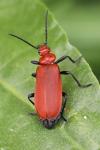 Pyrochroa serraticornis