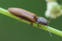 Athous vittatus