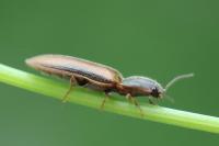 Athous vittatus