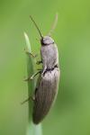 Agriotes pilosellus