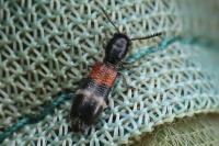 Tilloidea unifasciata