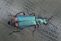 Malachius bipustulatus