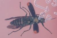 Malachius bipustulatus
