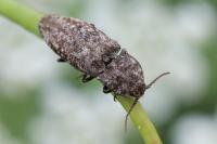Agrypnus murinus