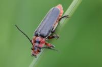 Cantharis rustica
