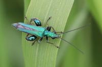 Oedemera nobilis