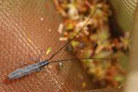 Calamobius filum