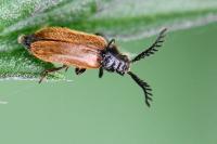 Drilus flavescens