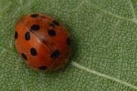 Henosepilachna argus