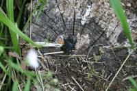 Dorcus parallelipipedus