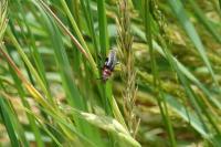 Cantharis rustica