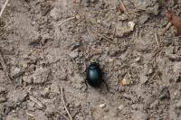 Timarcha goettingensis