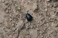 Timarcha goettingensis