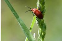 Pyrochroa serraticornis