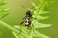 Clytus arietis