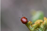 Chrysomela populi