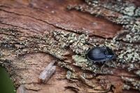 Phosphuga atrata