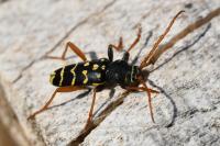 Plagionotus arcuatus