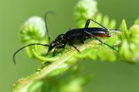 Rutpela nigra