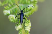 Rutpela nigra