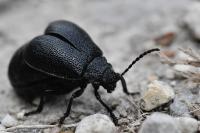 Galeruca luctuosa