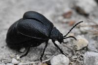 Galeruca luctuosa