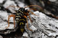 Plagionotus arcuatus