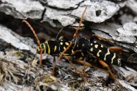 Plagionotus arcuatus