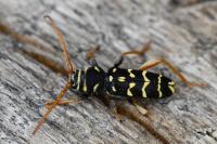 Plagionotus arcuatus