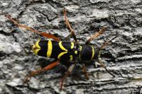 Clytus arietis