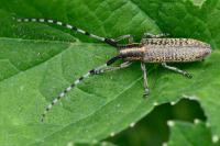 Agapanthia villosoviridescens