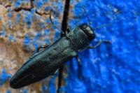 Agrilus