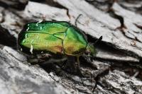 Cetonia aurata