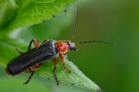 Cantharis pellucida