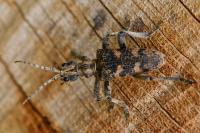 Rhagium sycophanta