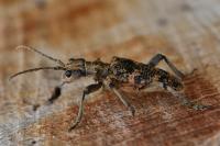 Rhagium sycophanta