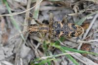 Rhagium sycophanta
