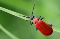 Pyrochroa coccinea