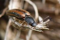 Athous vittatus