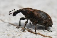 Lepyrus capucinus