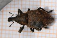 Lepyrus capucinus