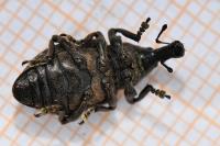 Lepyrus capucinus