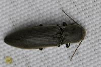 Agriotes pilosellus